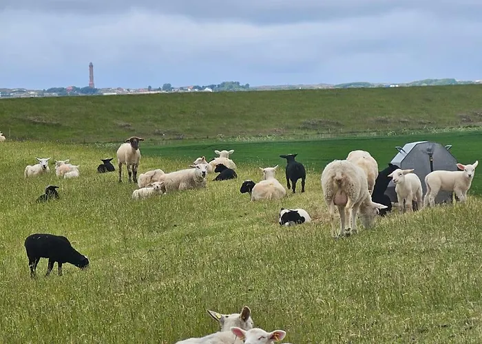 Golfkate Birdie * Hage